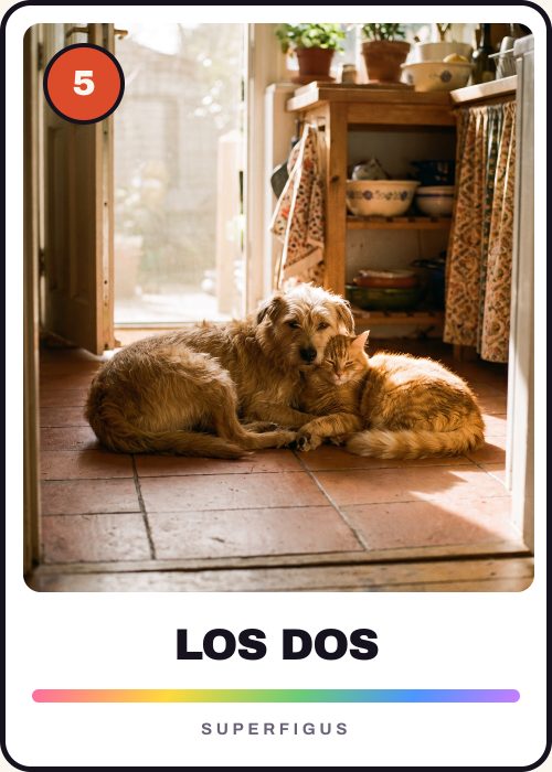 Figurita número 5 de un perro y un gato echados juntos en el piso